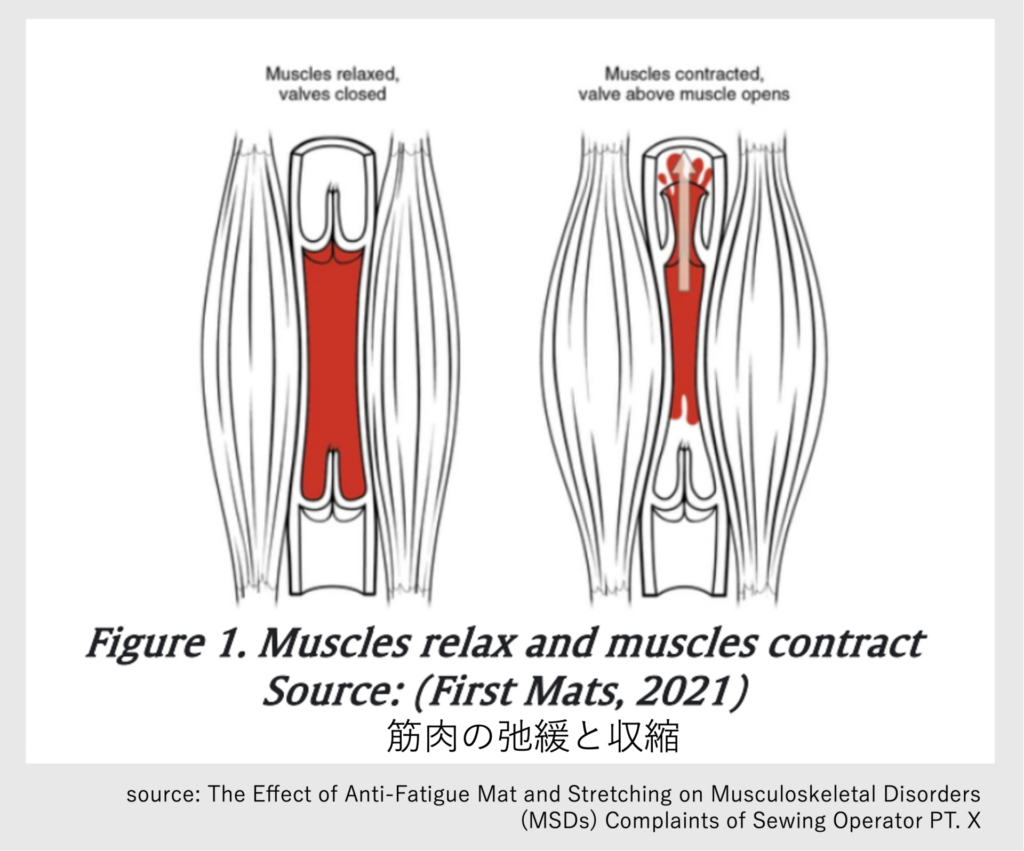 筋肉の弛緩と収縮